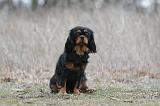 CAVALIER KING CHARLES 814